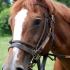 In Memoriam: Sugar